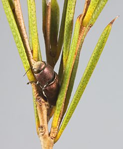 Anilara sp. Broombush, PL3494B, male, on Melaleuca uncinata, EP, 6.2 × 2.8 mm